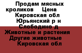 Продам мясных кроликов. › Цена ­ 200 - Кировская обл., Юрьянский р-н, Слободино д. Животные и растения » Другие животные   . Кировская обл.